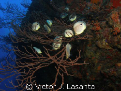 foureye butterflyfish lunch  a deep sea water gorgonia in... by Victor J. Lasanta 